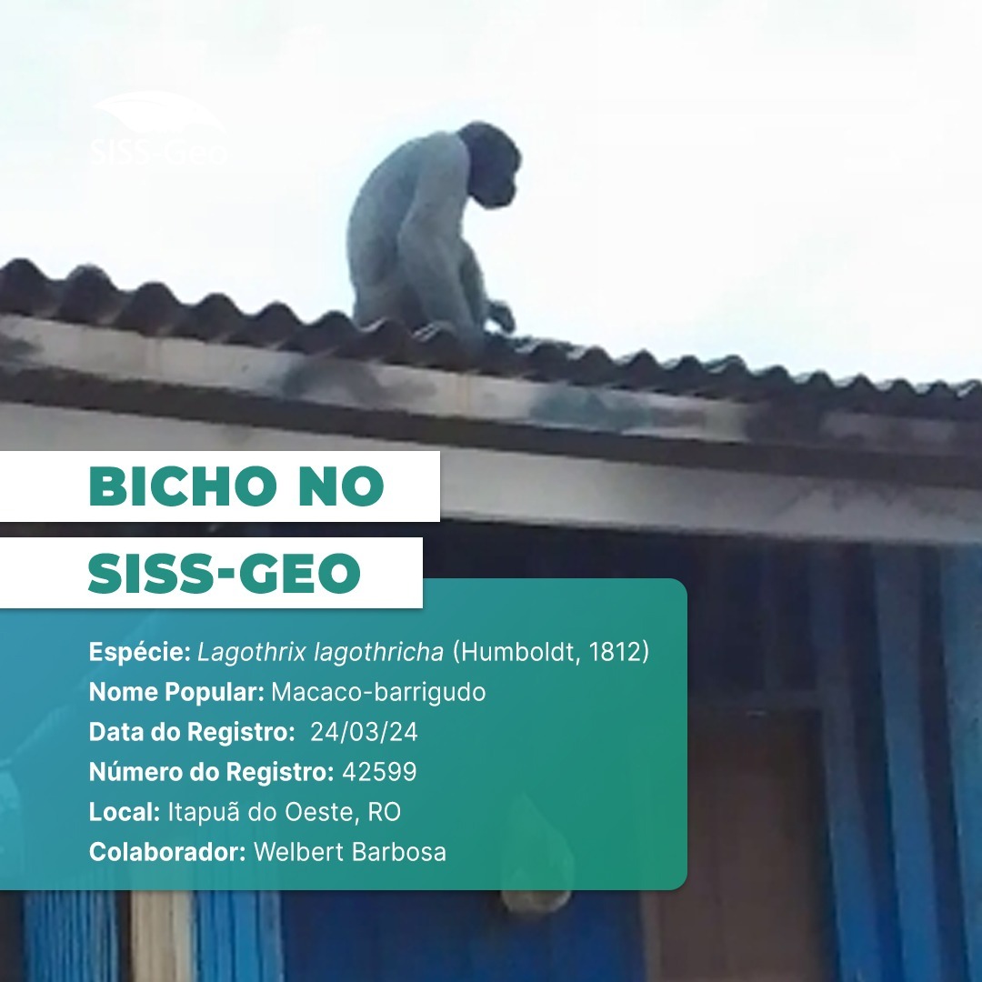 Bicho do Mês