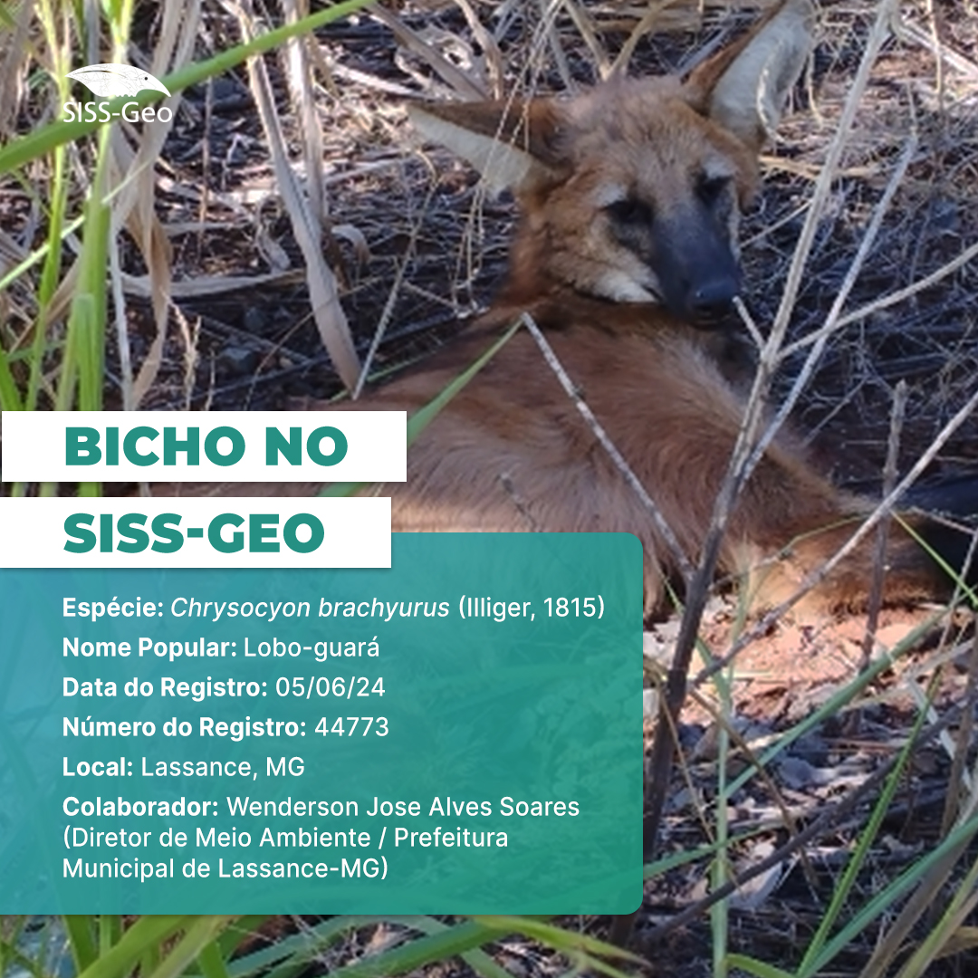 Bicho do Mês