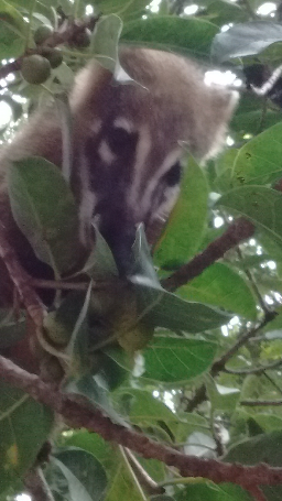 Quati visto no Parque Nacional da Serra dos Órgão - Teresópolis
