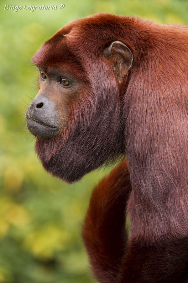 Alouatta seniculus (macho)