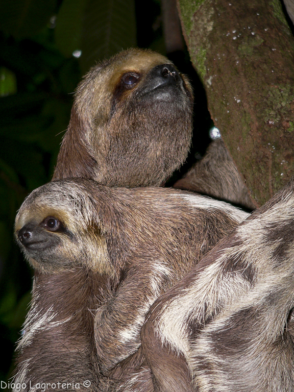 Mãe e filhote de Bradypus tridactylus