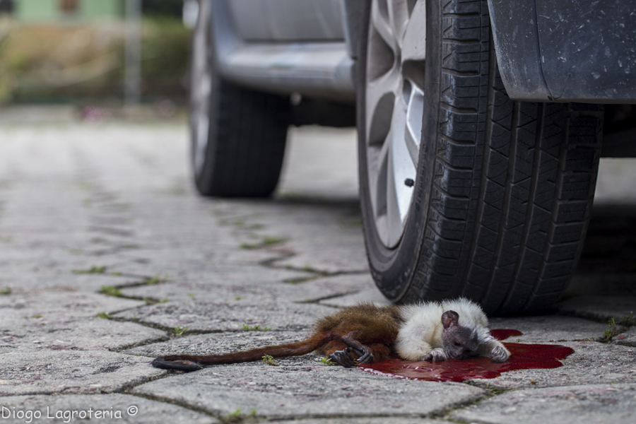 Sauium de coleira atropelado em Manaus