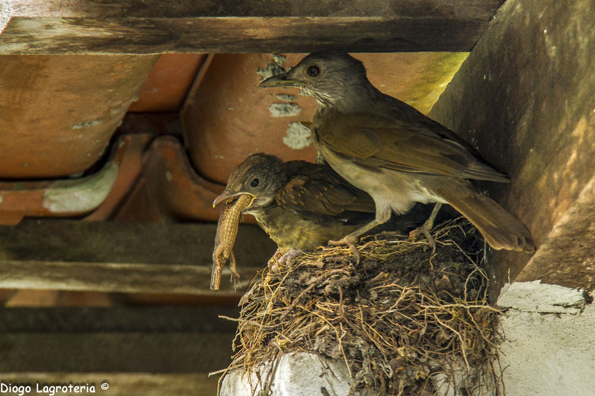 Turdus leucomelas alimentando-se de lagarto