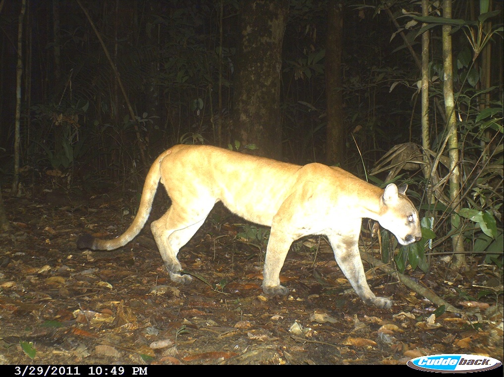 Camera trap (Fernanda Meirelles)