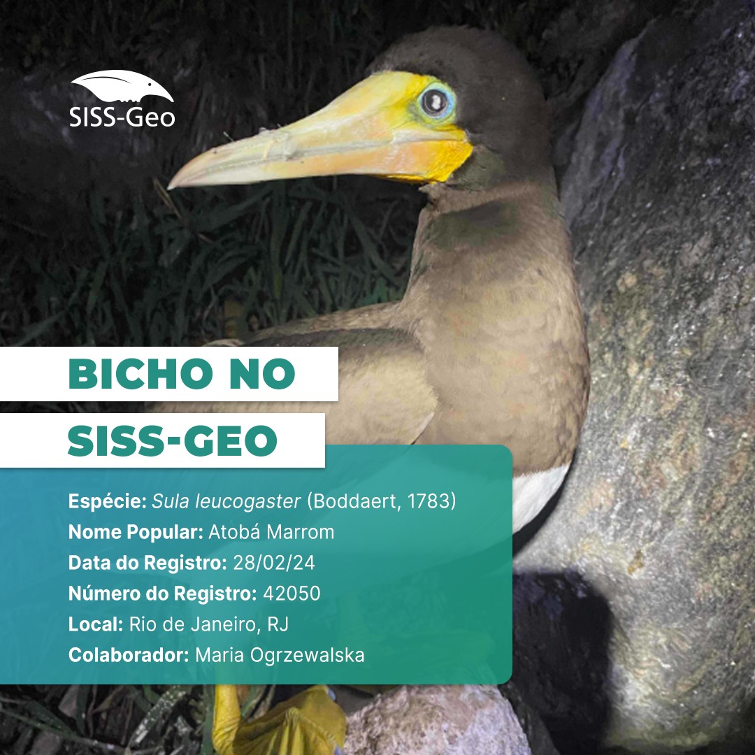 Bicho do Mês