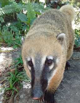 Quati visto no Parque Nacional da Serra dos Órgãos - Teresópolis