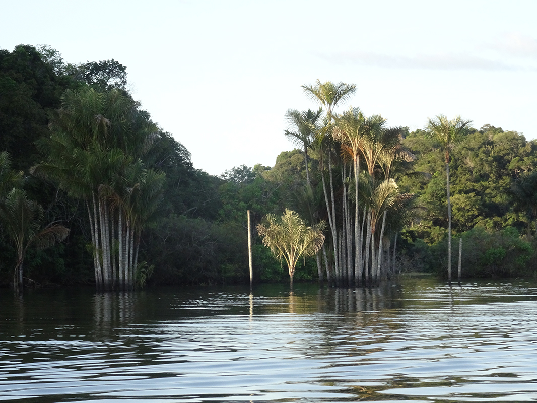 Paisagem da Amazonia - Foto Marcia Chame