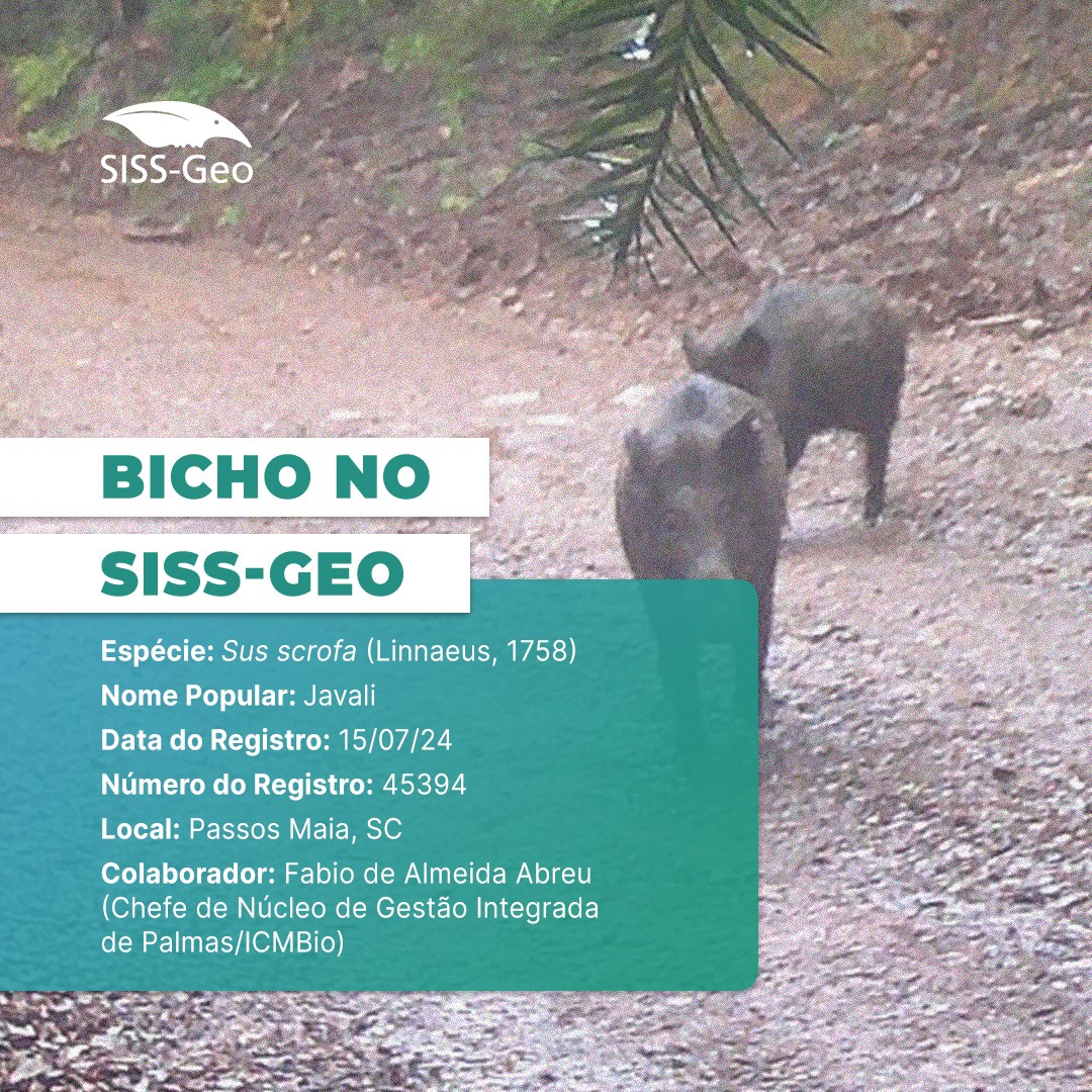 Bicho do Mês