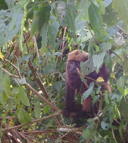 Macaco Bugio: Registro no Parque Nacional da Tijuca enviado por Maria Lúcia de Macedo Cardoso