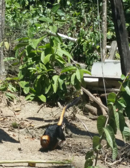 Mico visto em Niteroi