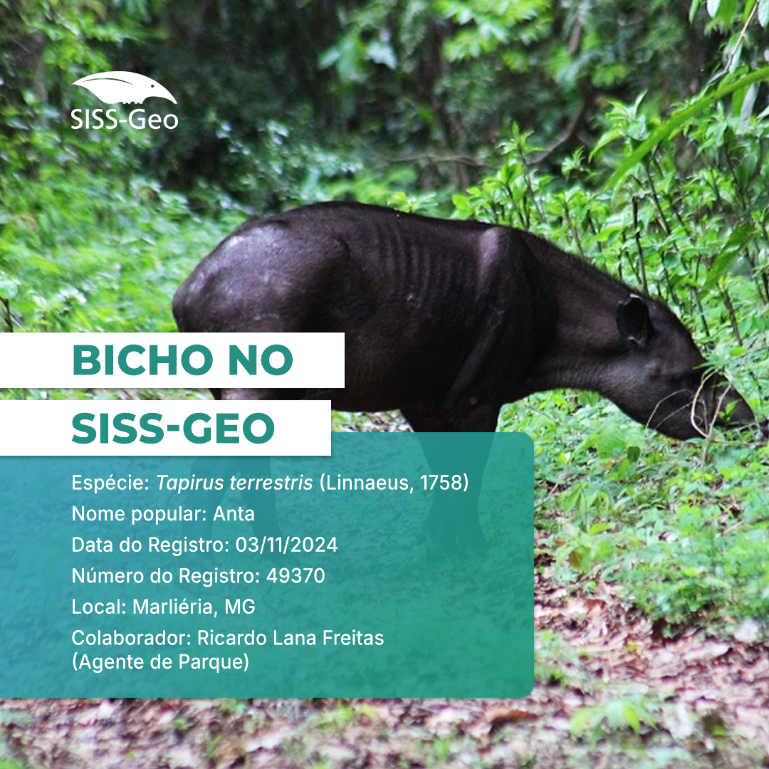 Bicho do Mês