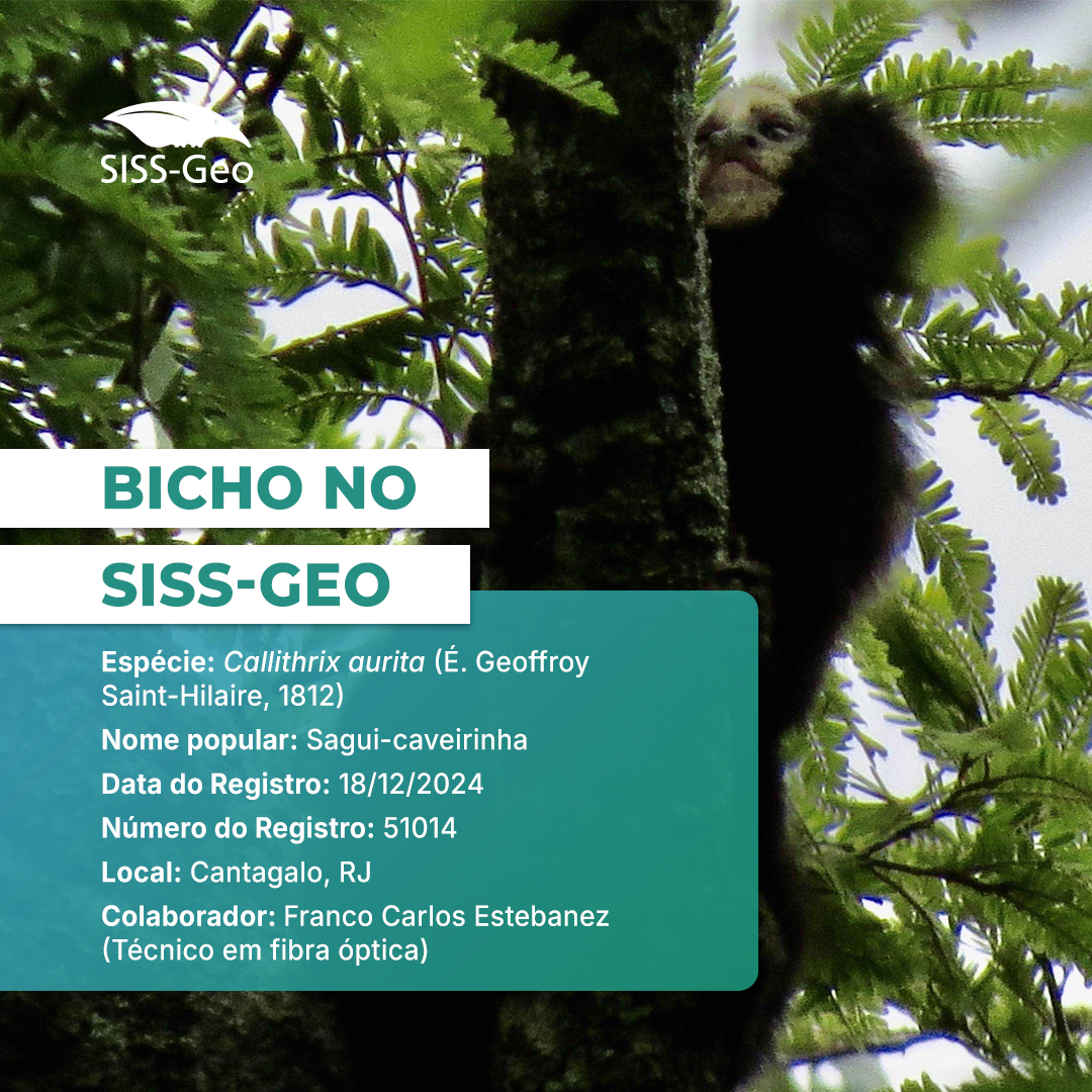 Bicho do Mês