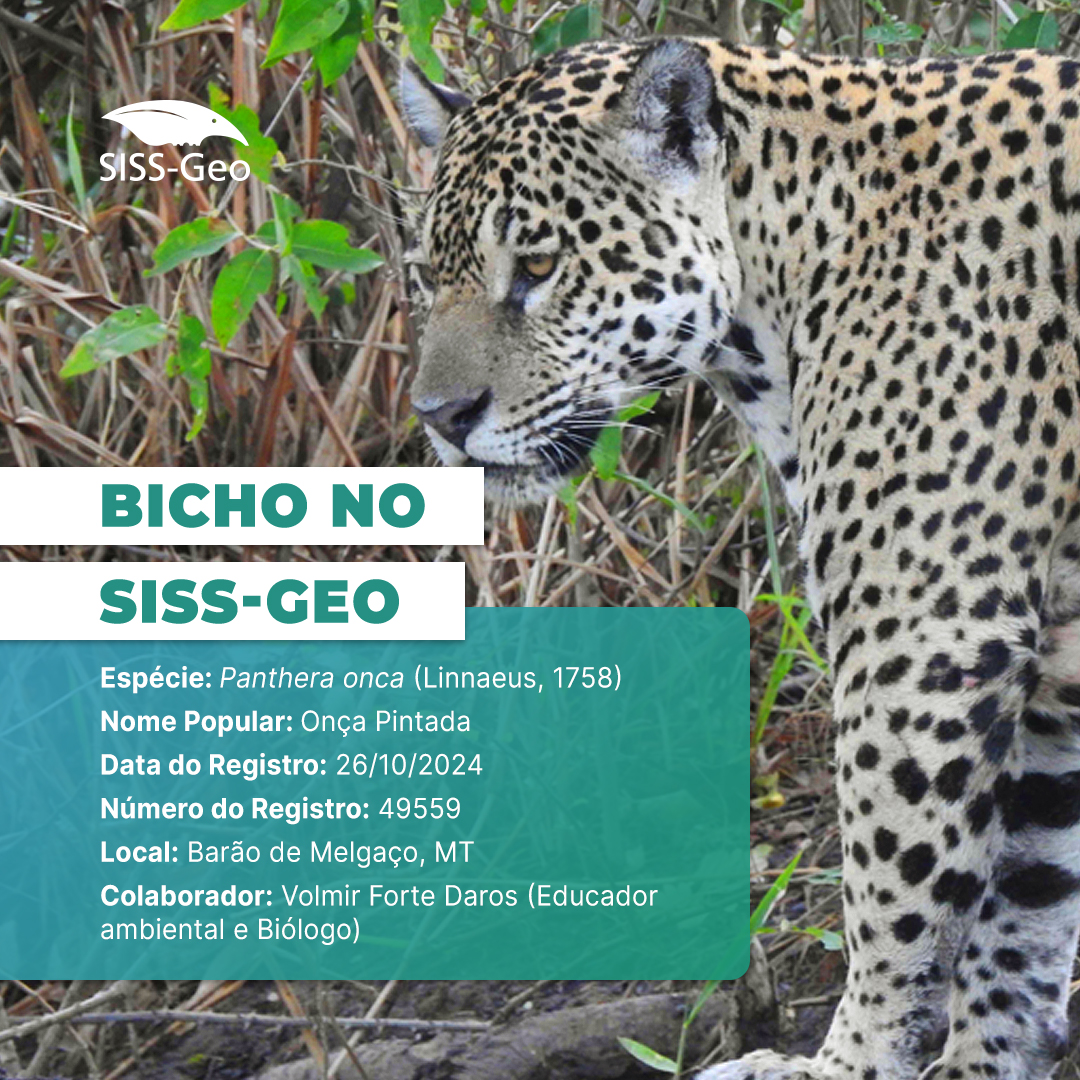Bicho do Mês