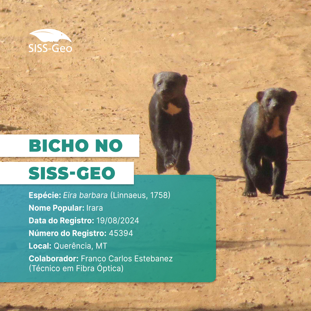Bicho do Mês