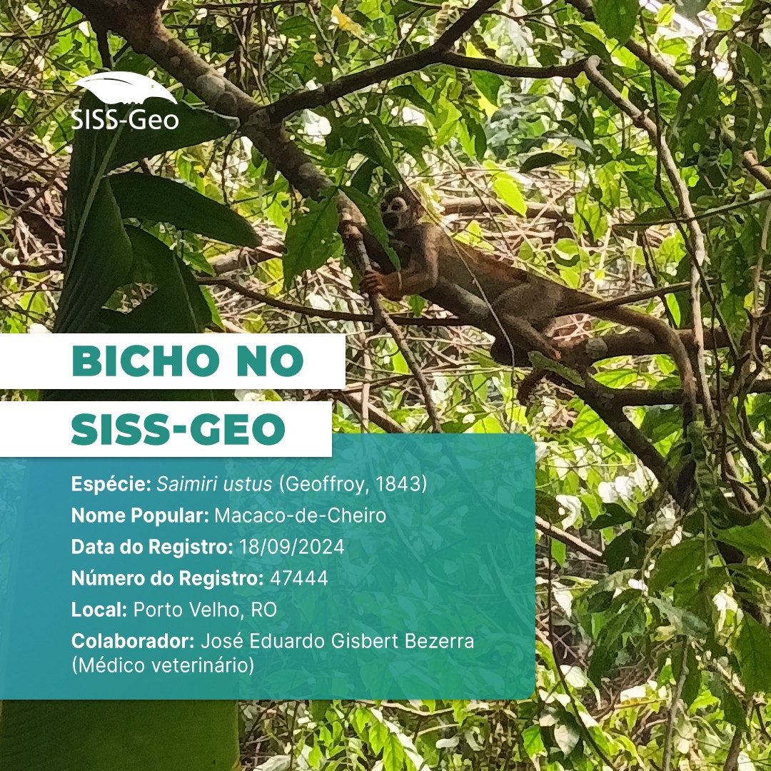 Bicho do Mês