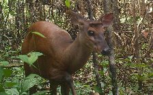 Veado visto na Reserva Extrativista Tapajós-Arapiuns